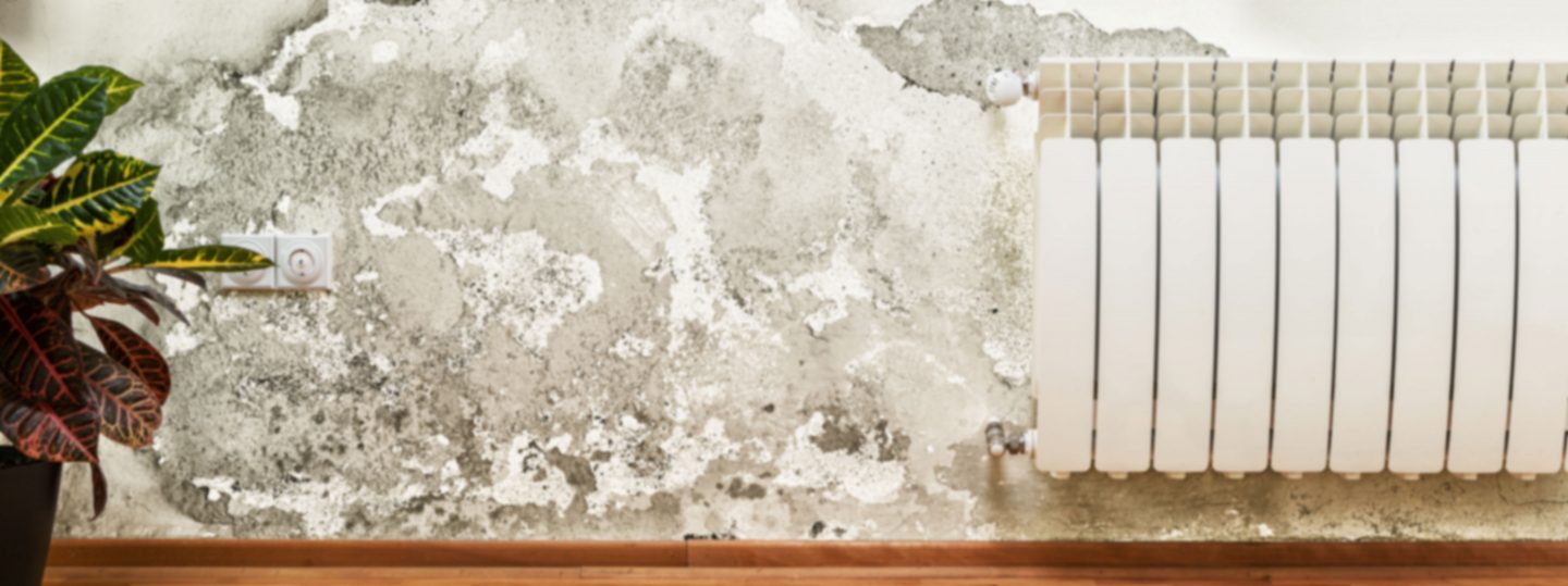 San Diego Bathroom Mold Removal