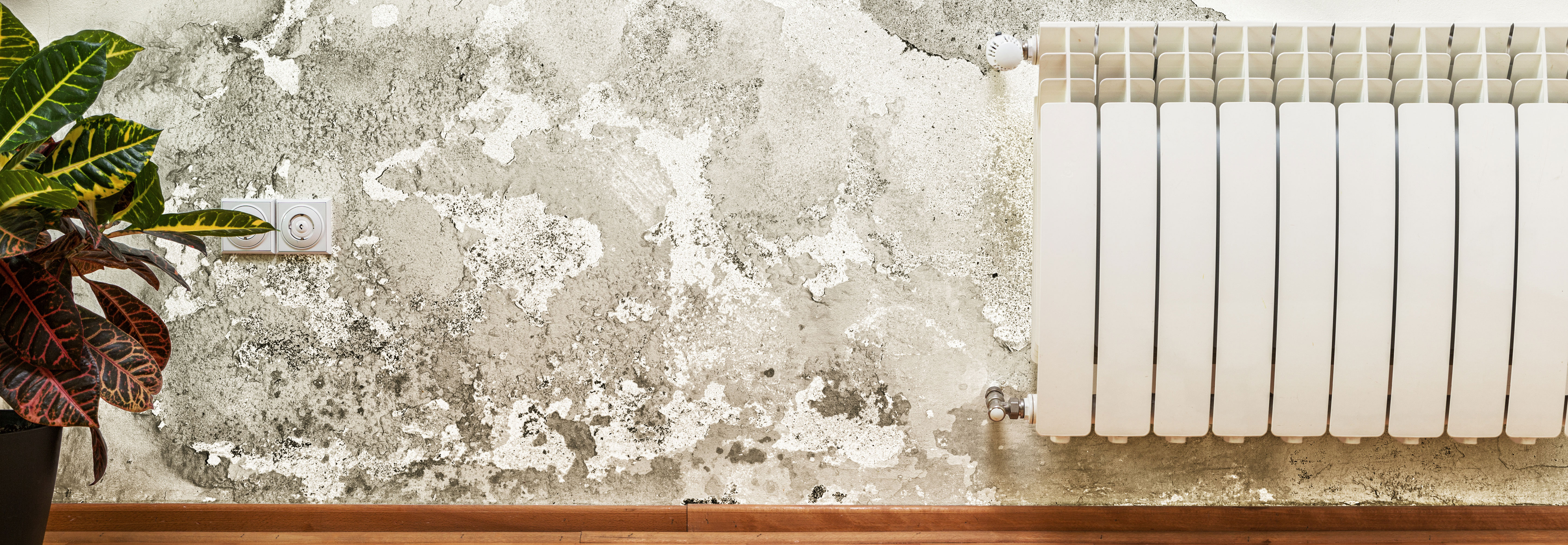 Is Black Mold Really Dangerous? Facts and Myths