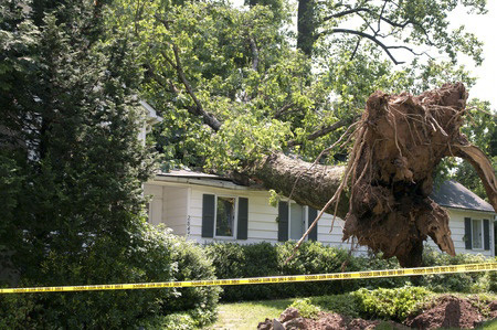 wind damage cleanup