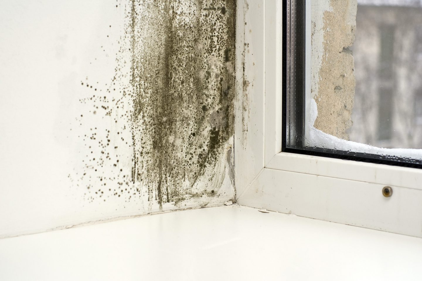 The Dangers of House Mold After Water Damage
